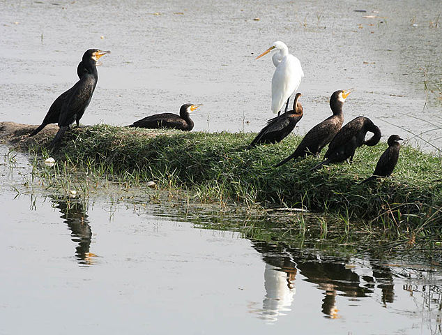 Image:Great Cormorants with Darter, other Cormorants & Great Egret I2 IMG 9369.jpg