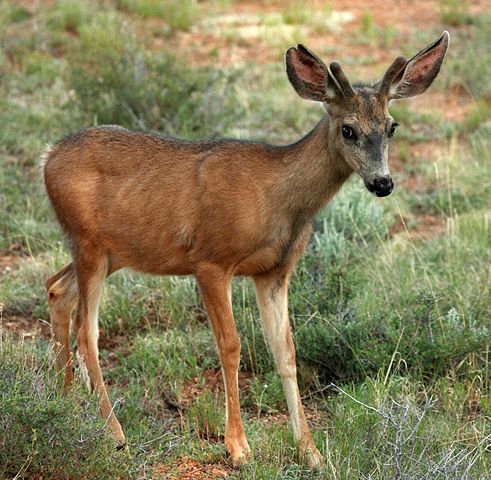 Image:Young mule deer in Bryce NP.jpg