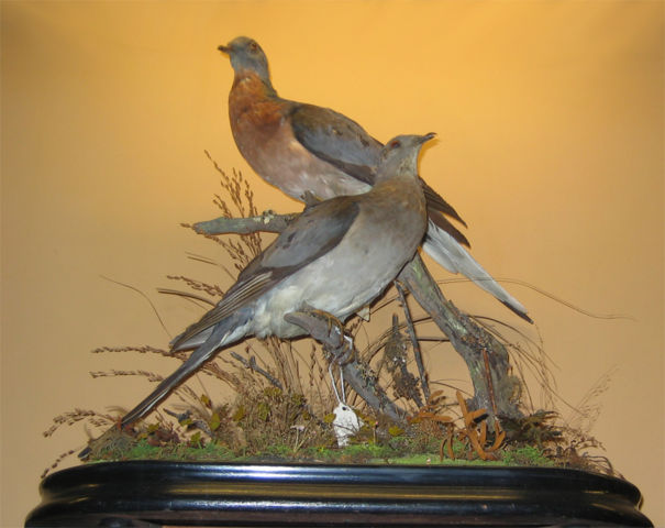 Image:Passenger Pigeons - Vanderbilt.jpg