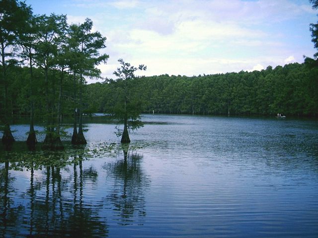 Image:Caddo Lake- Cypress.jpg