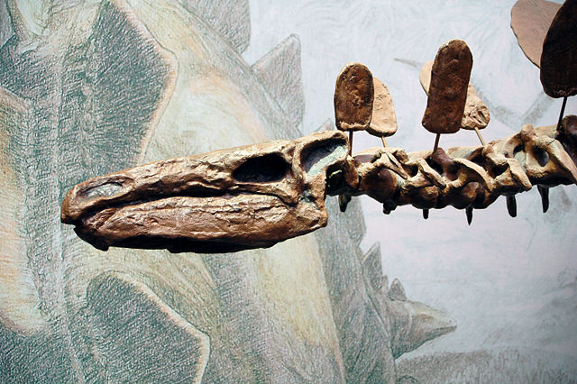 Image:Stegosaurus skull Senckenberg.jpg