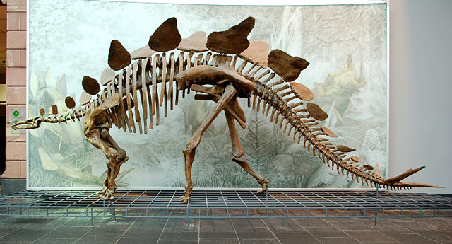 Image:Stegosaurus Senckenberg.jpg