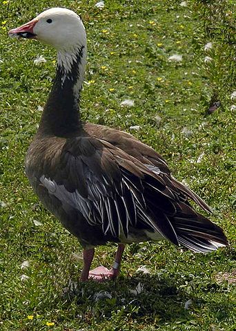 Image:Lesser.snow.goose.blue.arp.600pix.jpg