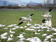 Snow Geese wintering on the Skagit River delta