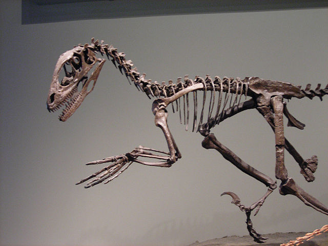 Image:Deinonychus skeleton FMNH.jpg
