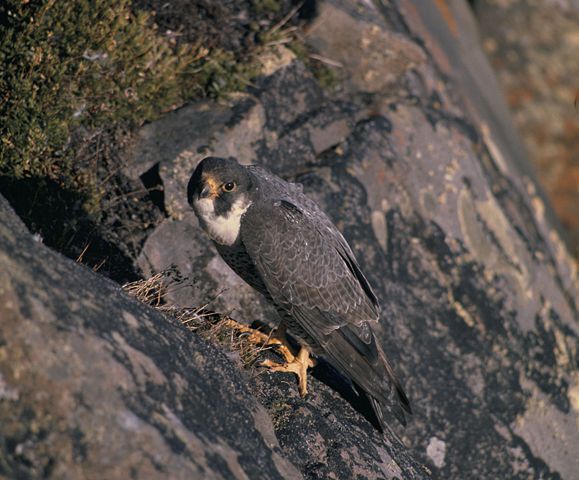 Image:Falco peregrinus nest USFWS.jpg
