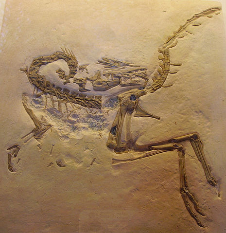 Image:Compsognathus longipes cast2.jpg