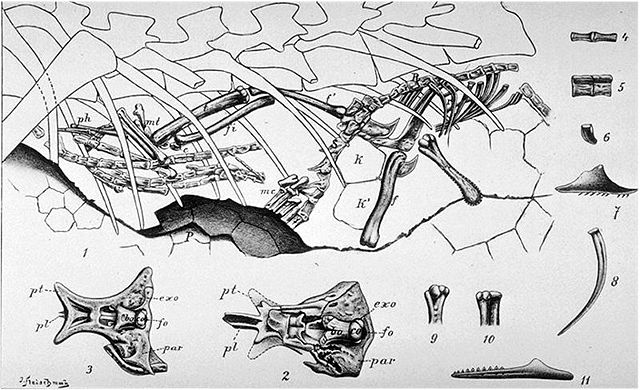 Image:Compsognathus Nopsca 1903.jpg