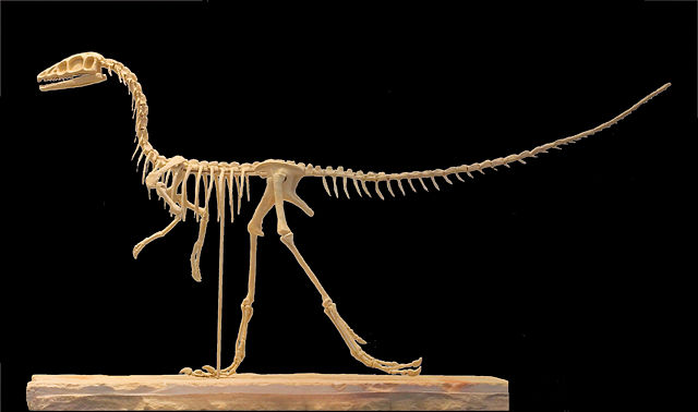 Image:Compsognathus longipes skeleton reconstruction munich.jpg