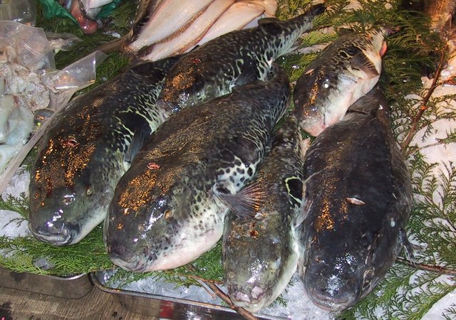 Image:Fugu.Tsukiji.CR.jpg