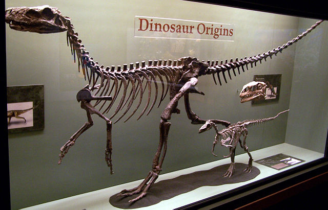 Image:Herrerasaurusskeleton.jpg