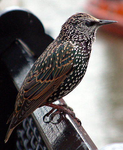 Image:Common starling in london.jpg