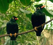 Hill mynas, Gracula sp.