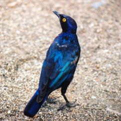 Cape Glossy Starling (Lamprotornis nitens)