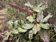 Flowering plant of N. rajah