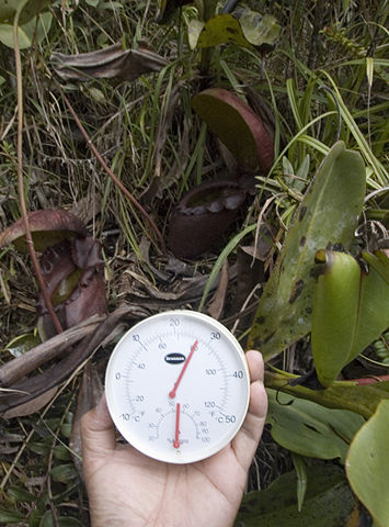 Image:Nepenthes rajah climate.jpg