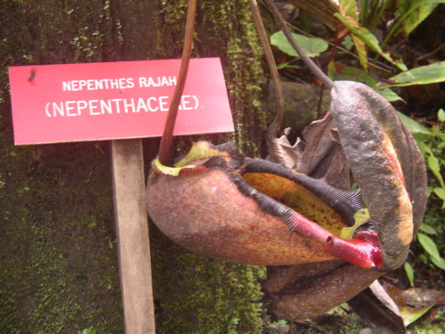 Image:Nepenthes rajah mountain garden.jpg