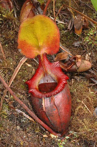 Image:Kinabalu N. × kinabaluensis 6.JPG