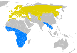 Yellow – breeding range Blue – wintering range