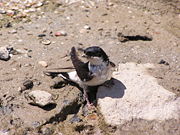 Collecting mud pellets for the nest