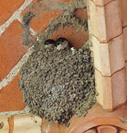 Nest with chicks