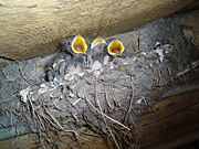 Chicks waiting for food