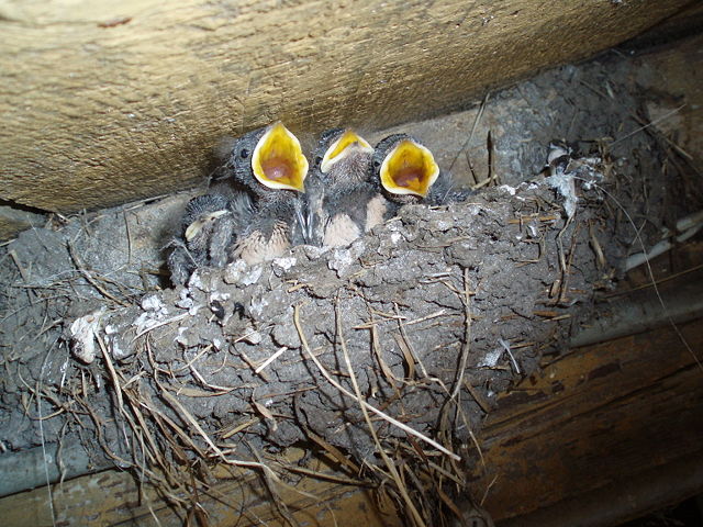 Image:Nest Huiszwaluw.JPG