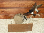 Nest with board to prevent fouling below.