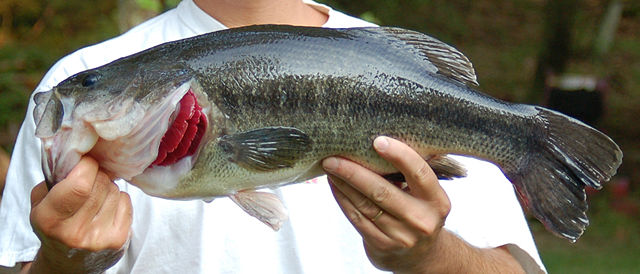 Image:Largemouth bass.jpg