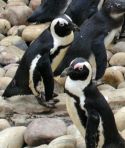 Image:508px-African.penguin.bristol.750pix (Pingstone).jpg