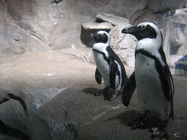 Image:African Penguins.jpg