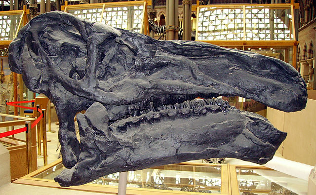 Image:Iguanodon skull.JPG