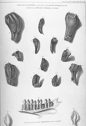 Image:Mantell's Iguanodon teeth.jpg