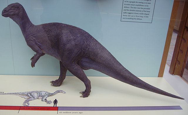 Image:Iguanodon model.JPG