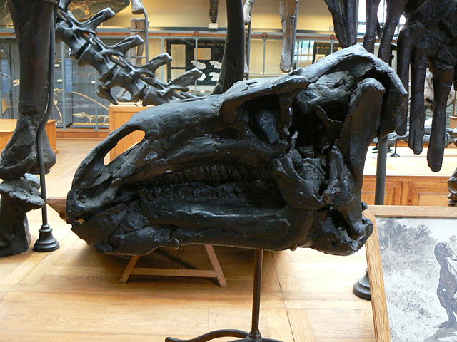 Image:Iguanodon bernissartensis skull.JPG