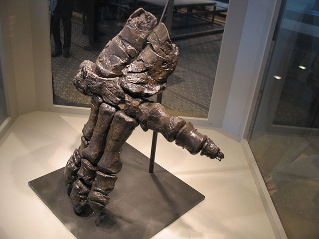 Image:Hand of an Iguanodon 28-12-2007 15-22-03.jpg