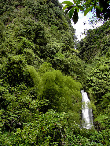 Image:Rainforest at Trafalgar Falls (Dominica).jpg