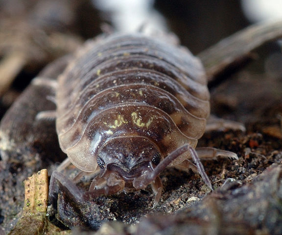 Image:Porcellio scaber - male front 2 (aka).jpg