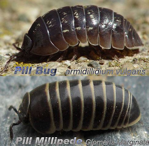 Image:Armidillidium.vs.glomeris.jpg