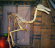 Gallimimus at the Natural History Museum, London.