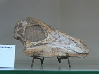 A juvenile Gallimimus bullatus skull.
