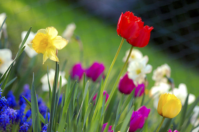 Image:Colorful spring garden.jpg