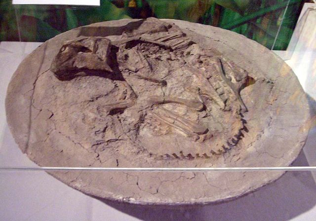 Image:Psittacosaurus mongoliensis bury.JPG