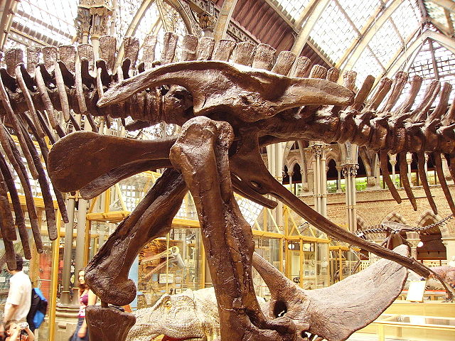 Image:Edmontosaurus pelvis left.jpg