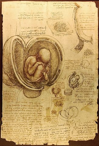 Image:Da Vinci Studies of Embryos Luc Viatour.jpg