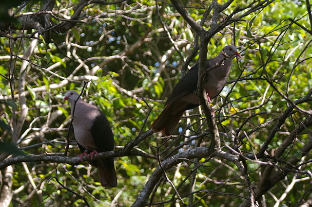 Image:Pink Pigeon.jpg