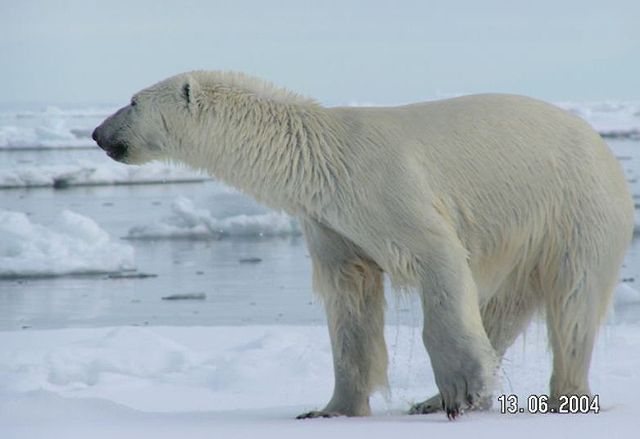 Image:Polarbear spitzbergen 1.jpg
