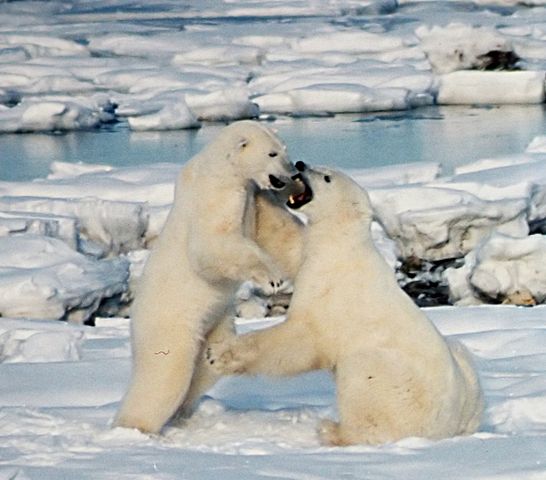 Image:Polar Bears Play fight.JPG