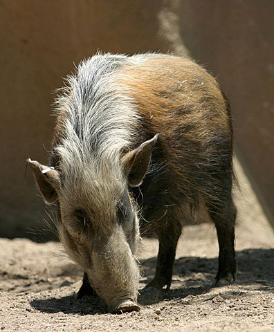 Image:Southern Bush Pig.jpg
