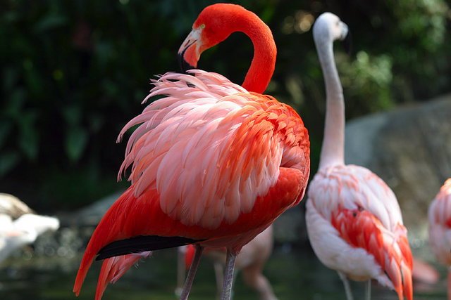 Image:Lightmatter flamingo.jpg
